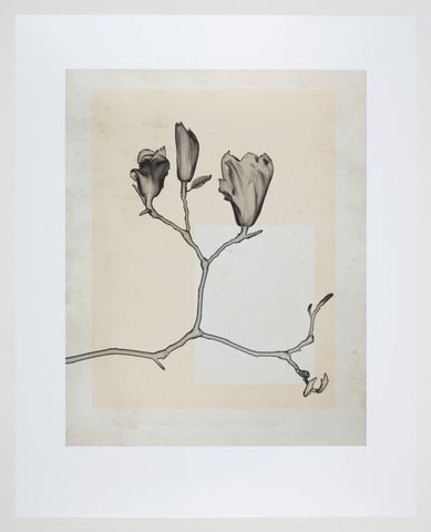Thomas Ruff | flower.s.20 (2019/25)